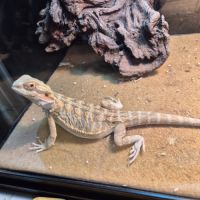 Mâle pogona de 6 mois #0
