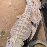 Mâle pogona de 6 mois #2