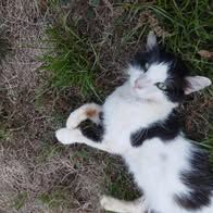 Chat milky à l adoption