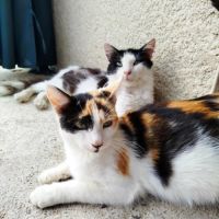 Chat milky à l adoption #1