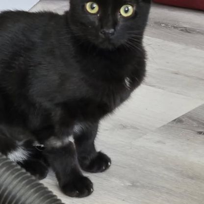 Chat cassie à l adoption