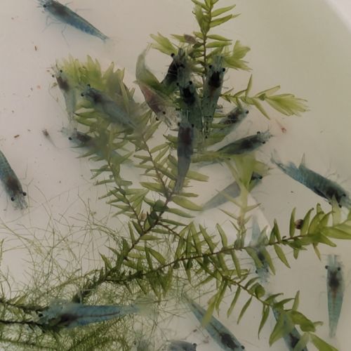 Crevettes blue jelly #3