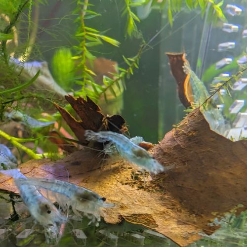 Crevettes blue jelly #5