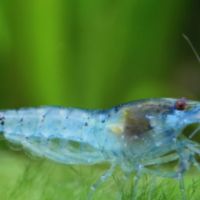 Crevettes blue jelly #1