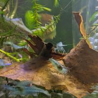 Crevettes blue jelly #0