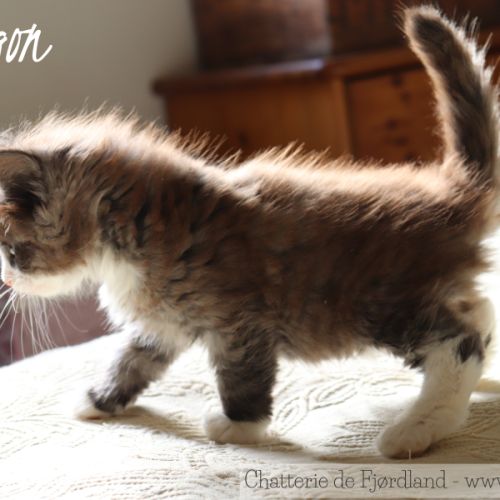 2 magnifiques chatons norvégiens mâles loof #2