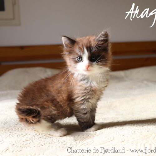 2 magnifiques chatons norvégiens mâles loof #3