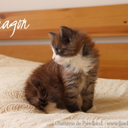 2 magnifiques chatons norvégiens mâles loof #5