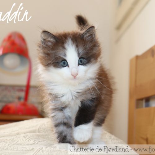 2 magnifiques chatons norvégiens mâles loof #8