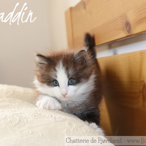 2 magnifiques chatons norvégiens mâles loof #9