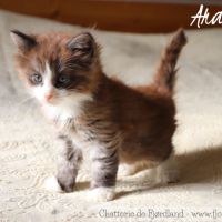 2 magnifiques chatons norvégiens mâles loof #1