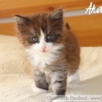 2 magnifiques chatons norvégiens mâles loof #4