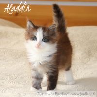 2 magnifiques chatons norvégiens mâles loof #6