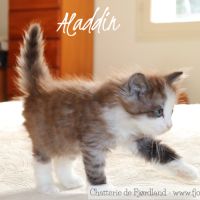 2 magnifiques chatons norvégiens mâles loof