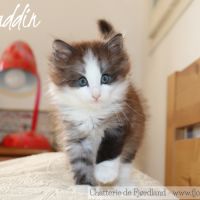 2 magnifiques chatons norvégiens mâles loof #8