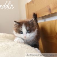 2 magnifiques chatons norvégiens mâles loof #9