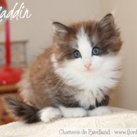 2 magnifiques chatons norvégiens mâles loof #10