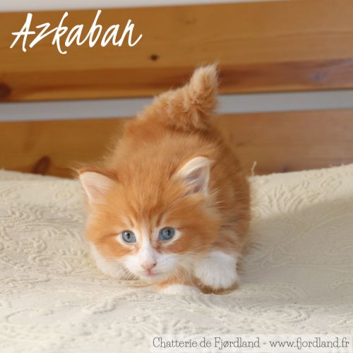 2 magnifiques chatons norvégiens mâles loof #1