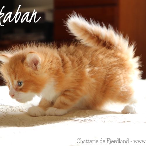 2 magnifiques chatons norvégiens mâles loof #2