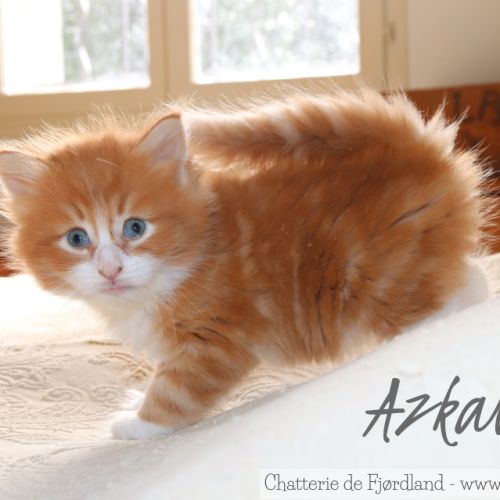 2 magnifiques chatons norvégiens mâles loof #3