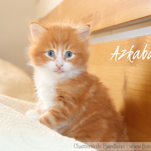 2 magnifiques chatons norvégiens mâles loof #5