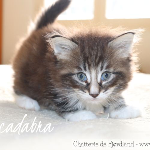 2 magnifiques chatons norvégiens mâles loof #6