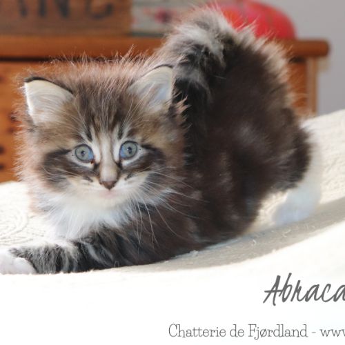 2 magnifiques chatons norvégiens mâles loof #0