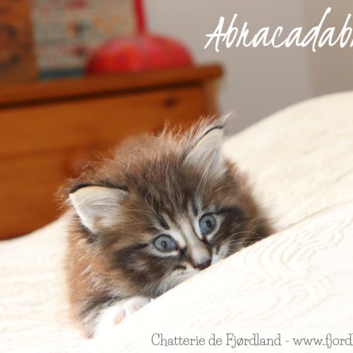 2 magnifiques chatons norvégiens mâles loof #8