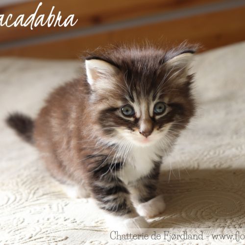 2 magnifiques chatons norvégiens mâles loof #9