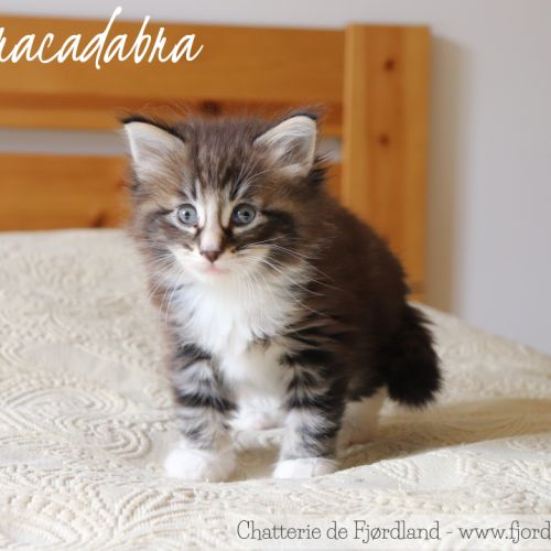 2 magnifiques chatons norvégiens mâles loof #10