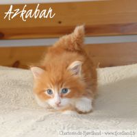 2 magnifiques chatons norvégiens mâles loof #1