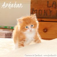 2 magnifiques chatons norvégiens mâles loof #4