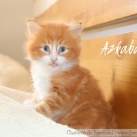 2 magnifiques chatons norvégiens mâles loof #5