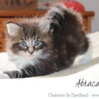 2 magnifiques chatons norvégiens mâles loof