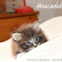 2 magnifiques chatons norvégiens mâles loof #8