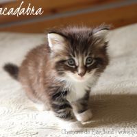 2 magnifiques chatons norvégiens mâles loof #9