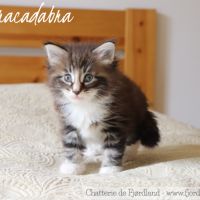 2 magnifiques chatons norvégiens mâles loof #10