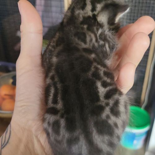 Chatons bengals silver charcoal et brown #3
