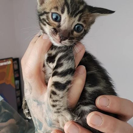 Chatons bengals silver charcoal et brown #0