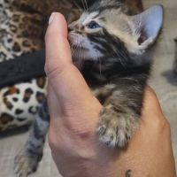 Chatons bengals silver charcoal et brown #1