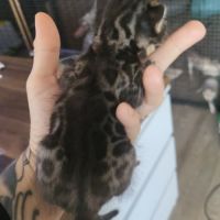 Chatons bengals silver charcoal et brown #2