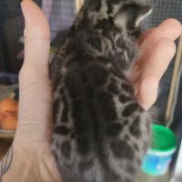 Chatons bengals silver charcoal et brown #3