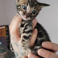 Chatons bengals silver charcoal et brown