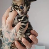 Chatons bengals silver charcoal et brown #5
