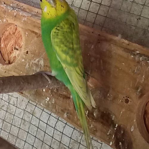 Jeunes perruches ondulées #1