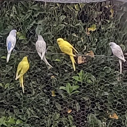 Jeunes perruches ondulées #4