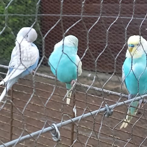 Jeunes perruches ondulées #5