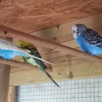 Jeunes perruches ondulées #2