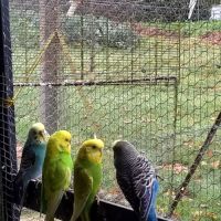 Jeunes perruches ondulées #3