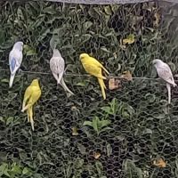 Jeunes perruches ondulées #4